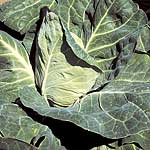 Unbranded Cabbage Poet F1 Seeds