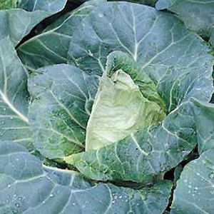 Unbranded Cabbage Pyramid F1 Seeds