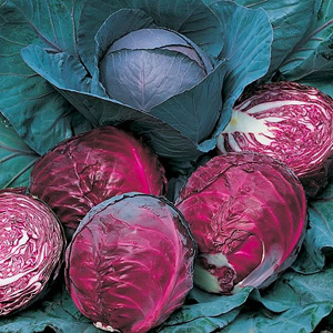 Unbranded Cabbage Red Drumhead Seeds