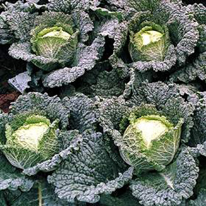 Unbranded Cabbage Savoy Melissa F1 Seeds