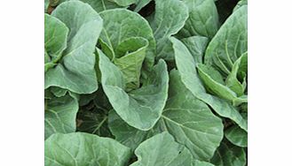 Produces lots of nutritious tasty leaves. Quick to crop and resistant to bolting. RHS Award of Garde