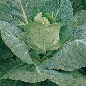 Unbranded Cabbage Spring Durham Early Seeds