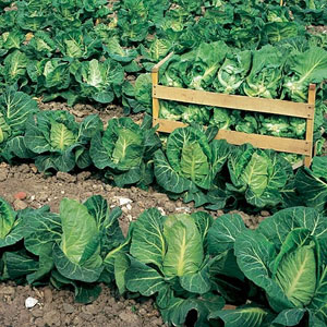 Unbranded Cabbage Wheelers Imperial Seeds