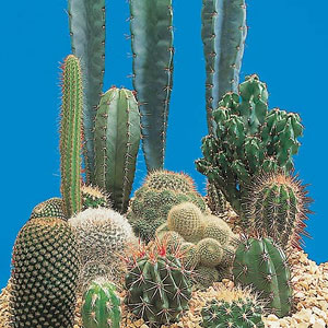 Unbranded Cactus Prickly Characters Seeds
