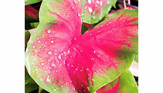 There arent many plants that will light up a shady area of your garden like these! Grown not for flowers  but for their amazingly vibrant  beautifully patterned  heart-shaped leaves. Like dahlias  theyre tender perennials  so should be lifted from bo