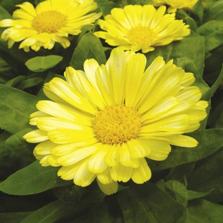 Unbranded Calendula Lemon Zest Plants Pack of 20 Easiplants