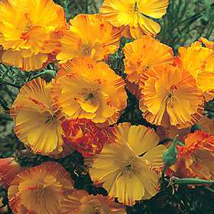 An exquisite variety with creamy yellow fluted petals tipped with intense coral orange edging. A bri
