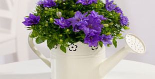 Unbranded Campanula in Watering Can - Blue