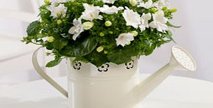 Unbranded Campanula in Watering Can - White