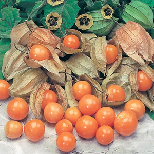 Unbranded Cape Gooseberry Physalis Seeds