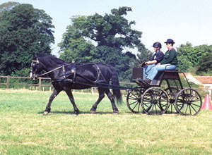 Unbranded Carriage driving experience