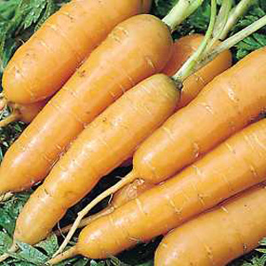Unbranded Carrot Adelaide F1 Seeds