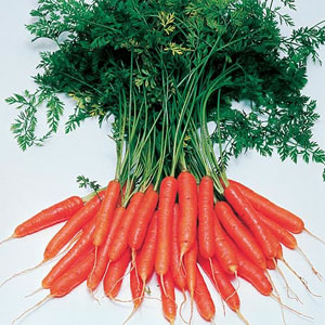 Unbranded Carrot Amsterdam Forcing 3