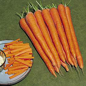 Unbranded Carrot Infinity F1 Seeds