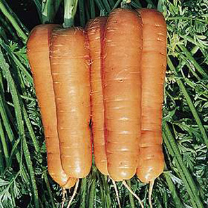 Unbranded Carrot Resistafly F1 Seeds