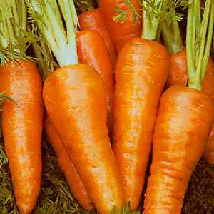 Unbranded Carrot Supreme Chantenay Red Cored Seeds