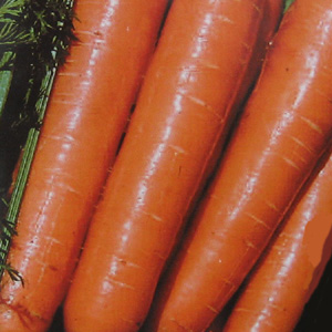 Unbranded Carrot Ulyses F1 Hybrid Seeds