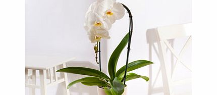 Unbranded Cascading Orchid