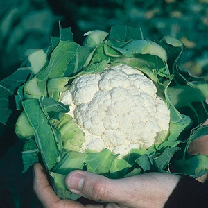 Unbranded Cauliflower Candid Charm F1 Seeds