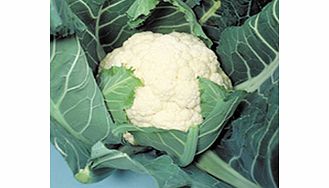 Unbranded Cauliflower Candid Charm Seeds