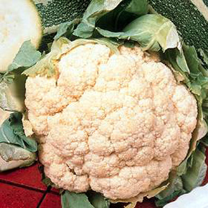 A high yielding summer cauliflower  with unrivalled uniformity  reliability and quality. Quick to ma