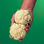 Unbranded Cauliflower Igloo Seeds
