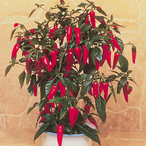 Neat compact plants bearing a prolific crop of medium hot green (turning to red) chillies. Grows to 