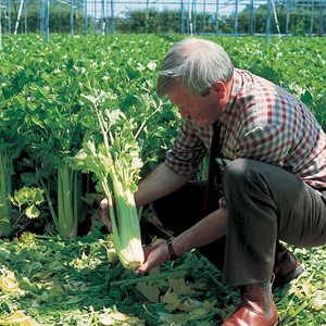 Unbranded Celery Giant Pascal Seeds