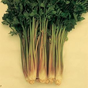 Unbranded Celery Soup Giant Red Seeds