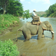 Chiang Rai Elephant Adventure - Adult