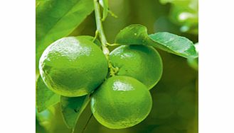 This lime hails from the Mediterranean region  is hardier than other limes and produces large lemon-sized  bright green fruits following delicious fragrant blossom. An ideal subject for a large container on a sunny patio. Supplied as a large specimen