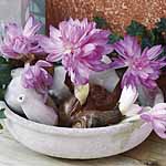 Despite its common name the colchicum is not related to the crocus. Fun to grow it in a shallow cont