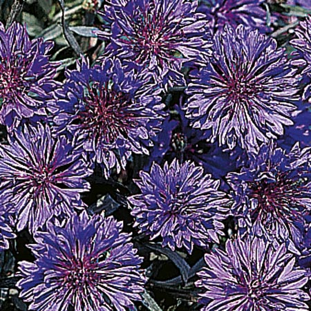 Unbranded Cornflower Blue Diadem Seeds Average Seeds 190