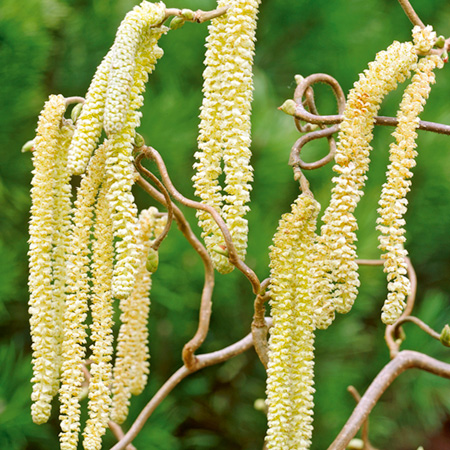 Unbranded Corylus Avellana Contorta (Corkscrew Hazel) 1