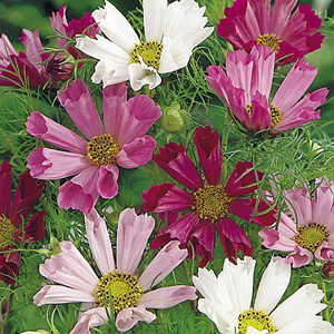 Unbranded Cosmea Sea Shells Mix Seeds
