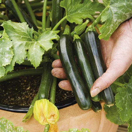 Unbranded Courgette Midnight Seeds