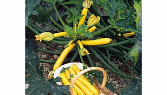 Unbranded Courgette Orelia F1 Seeds