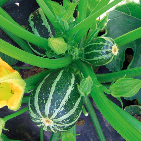 Unbranded Courgette Piccolo Seeds 10 Seeds