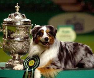 Unbranded Crufts