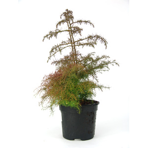 Valued for its dense solid foliage and rich colouring  the Japanese cedar forms a conical shape that