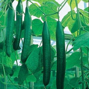 Unbranded Cucumber Bella F1 Seeds
