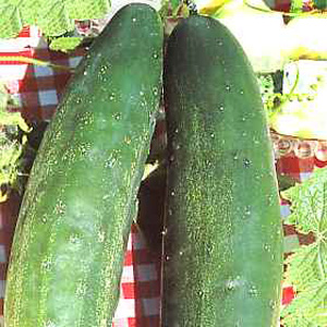 Unbranded Cucumber Burpless Tasty Green Seeds