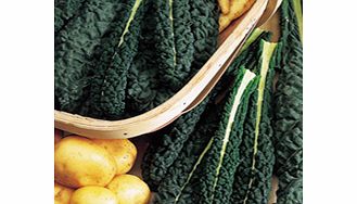 Three first-class varieties that can be picked regularly all through winter. Collection contains: 36 Plug Plants (18 of each Kale variety) + Pack of Mustard seeds.Kale Cavalo Nero - Tasty leaves to pick young and use in salads or boil/steam in the us