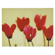 Unbranded Cyclamen Flowers 60X80cm