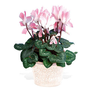 Unbranded Cyclamen Plant