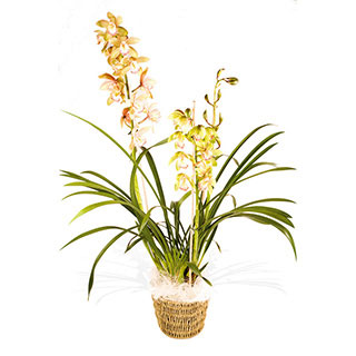 Delightful Oriental Cymbidium Orchid plant presented in a basket pot coverideal for the home office 