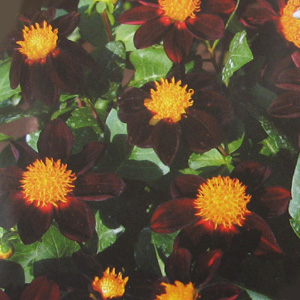 Unbranded Dahlia Black Beauty Seeds