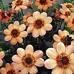 Dashing dahlias  ideal for the middle of a border  and also perfect for patios. Bewitching bronze fo