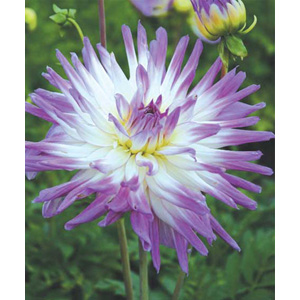 Unbranded Dahlia Mingus Randy