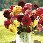 A profusion of double  globe-shaped blooms that are tightly packed with petals - like miniature pomp